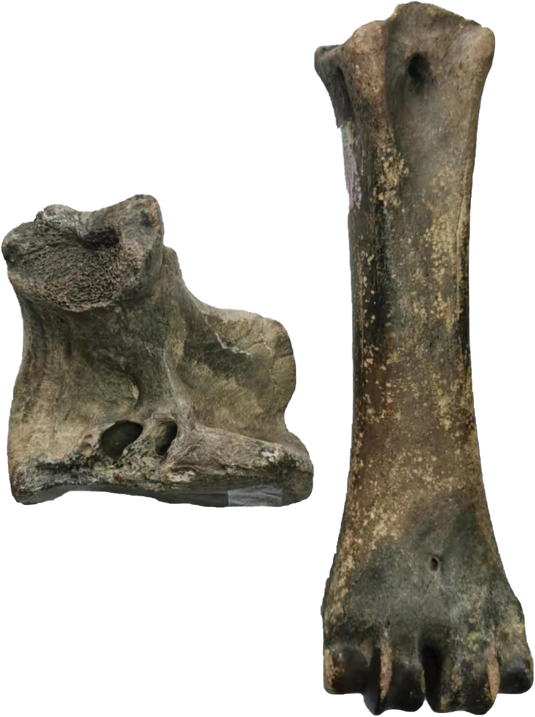 出土的虎骨化石图片