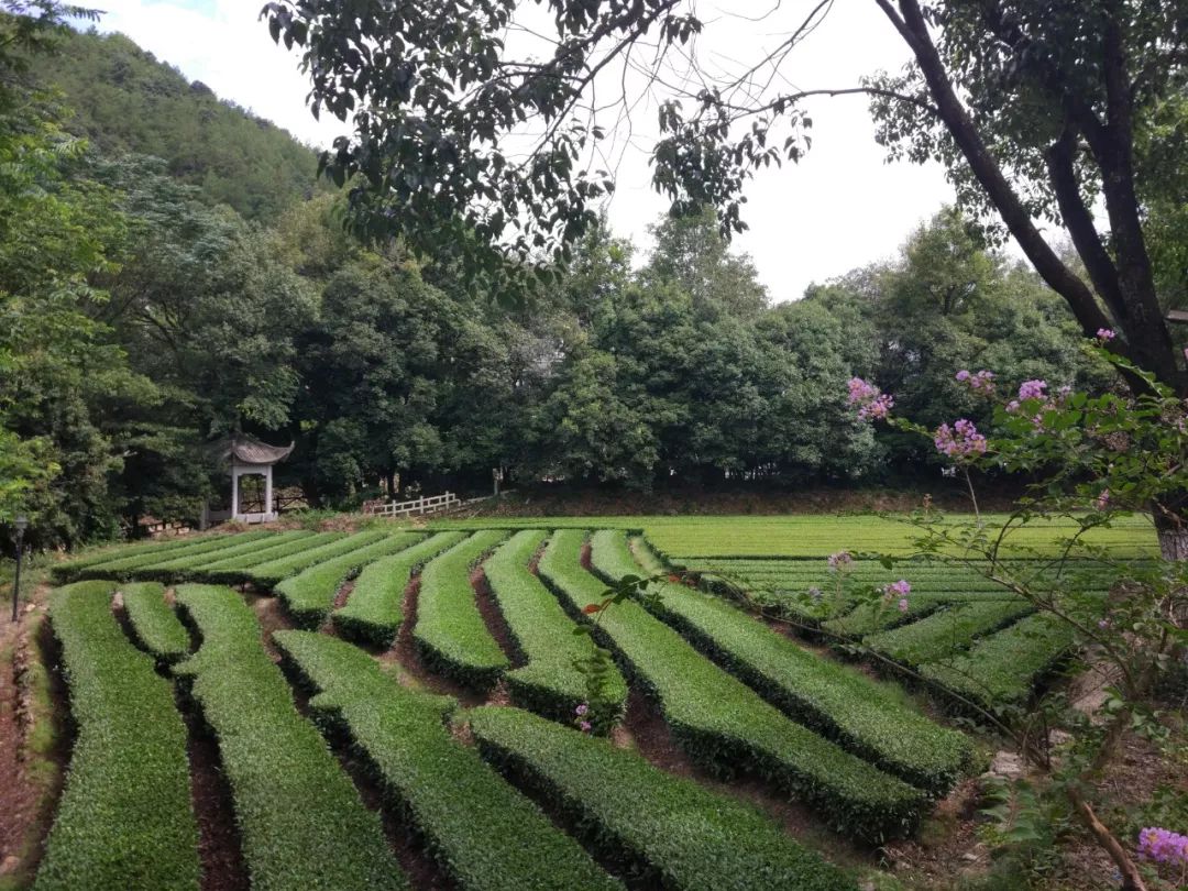 浙江省遂昌县大田村的生态茶园.李风 摄