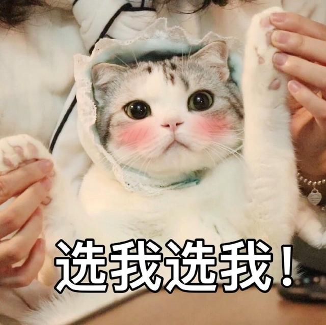 猫咪表情包合集|大老虎嗷呜嗷呜