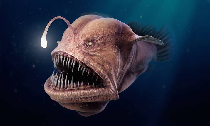 五种长相最奇怪的海洋生物,电影恐怖生物灵感的来源