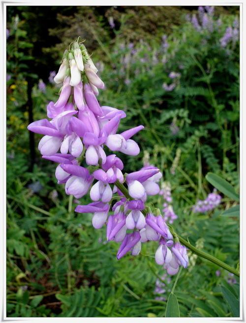 早在中世纪,就有"民间偏方"在欧洲大陆流传:一种名叫"山羊豆"的牧草