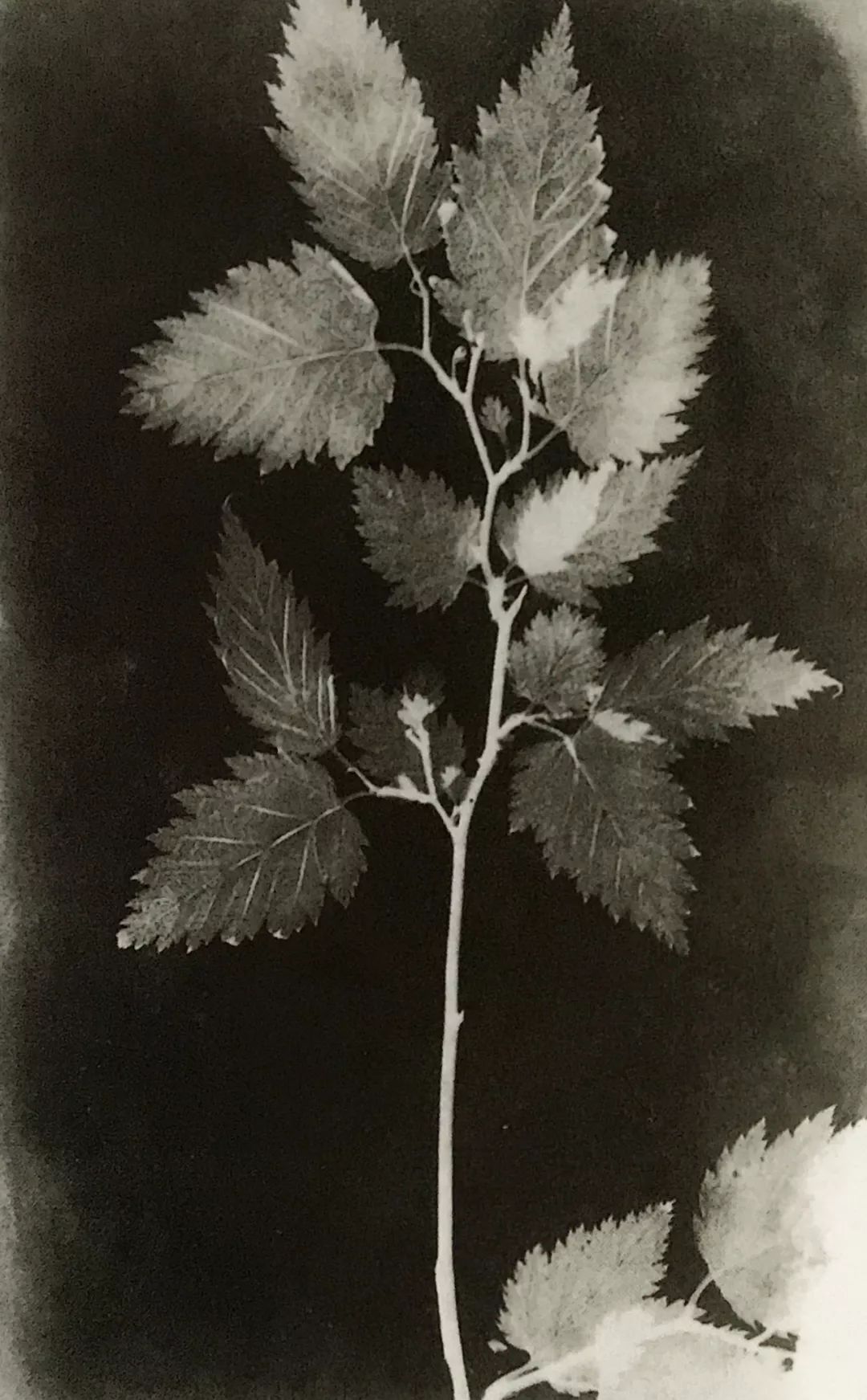 (botanical specimen,1839年,光绘图,威廉·亨利·福克斯·塔尔博特