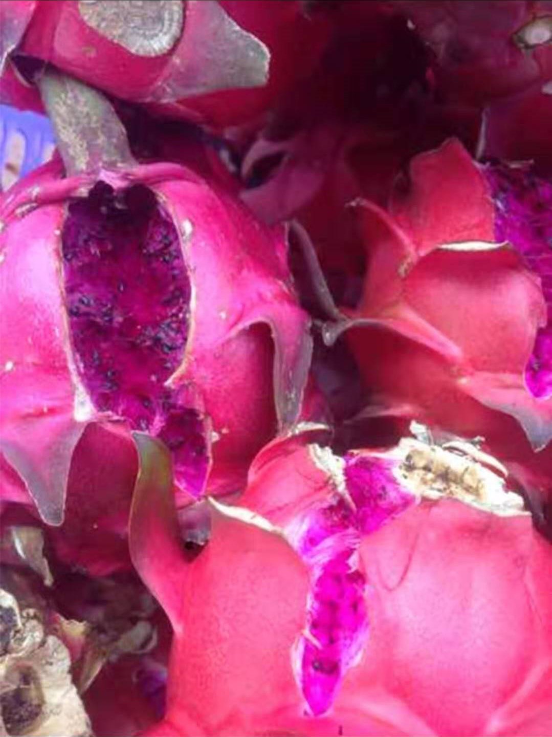 可在凌晨谢花前,用毛笔采集花粉对雌性柱头进行轻抚;由于火龙果的集中