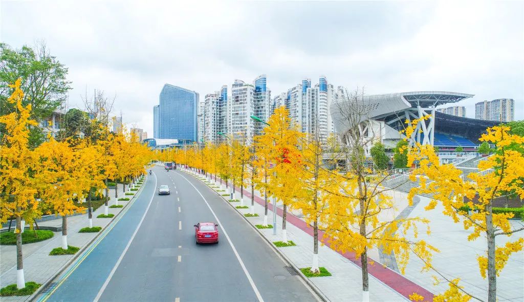 银杏染初冬这抹金色惊艳了斗城