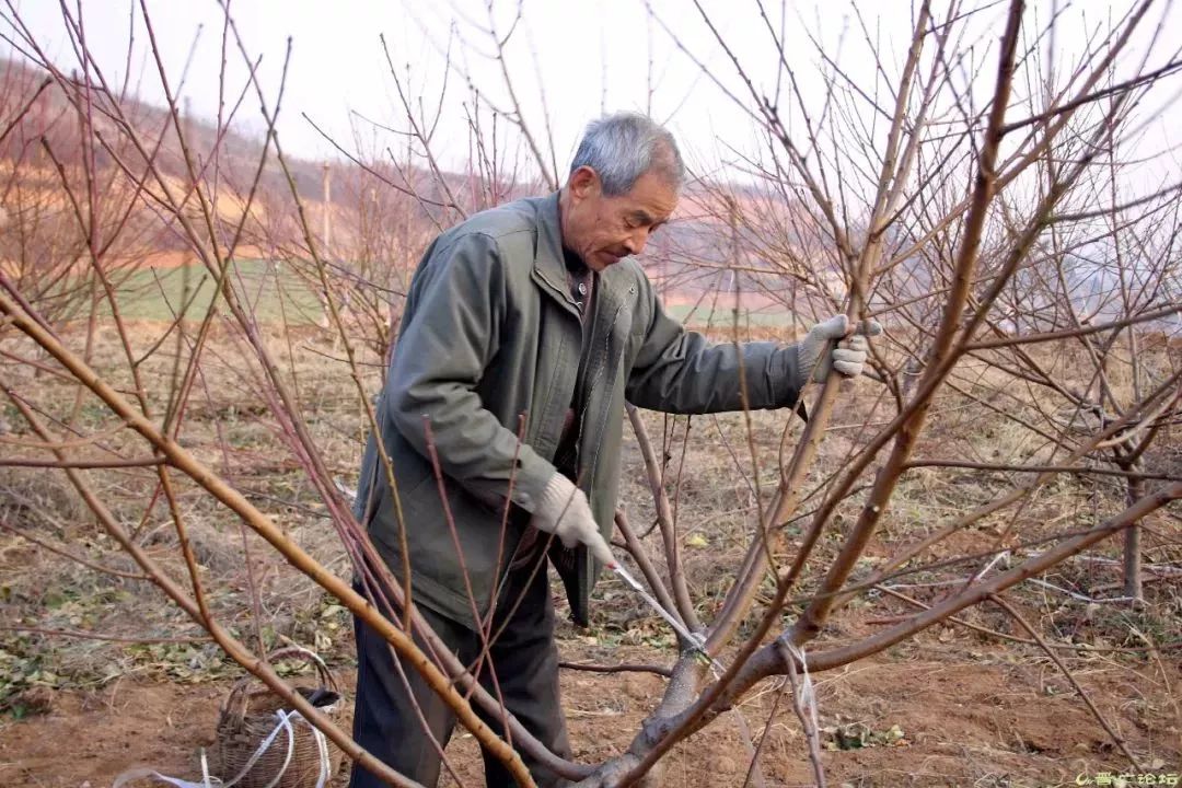 来谈谈桃树的整形修剪修剪如何根据特点来