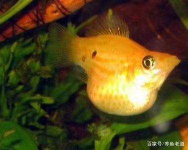 這種小型魚也能飼養爆缸,小魚苗生下來就可投餵魚飼料,很省事的_瑪麗