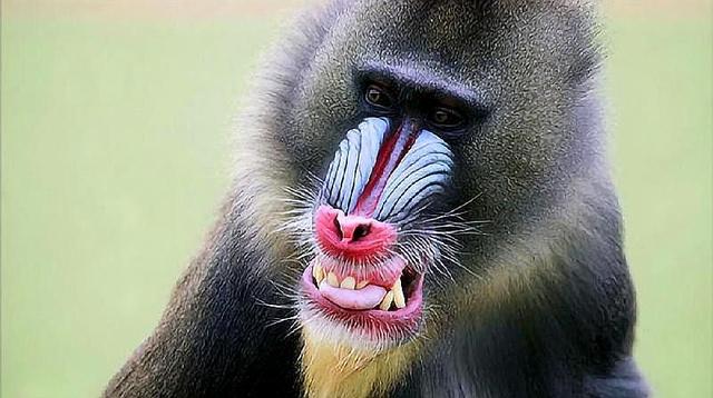 重庆动物园引进"鬼脸猴",名出《山海经》,例假时间与人相同