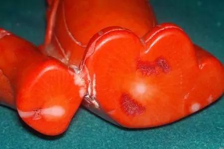 珊瑚内部可能会出现白芯现象,许多珊瑚枝的末端也会呈现白色;染色海竹