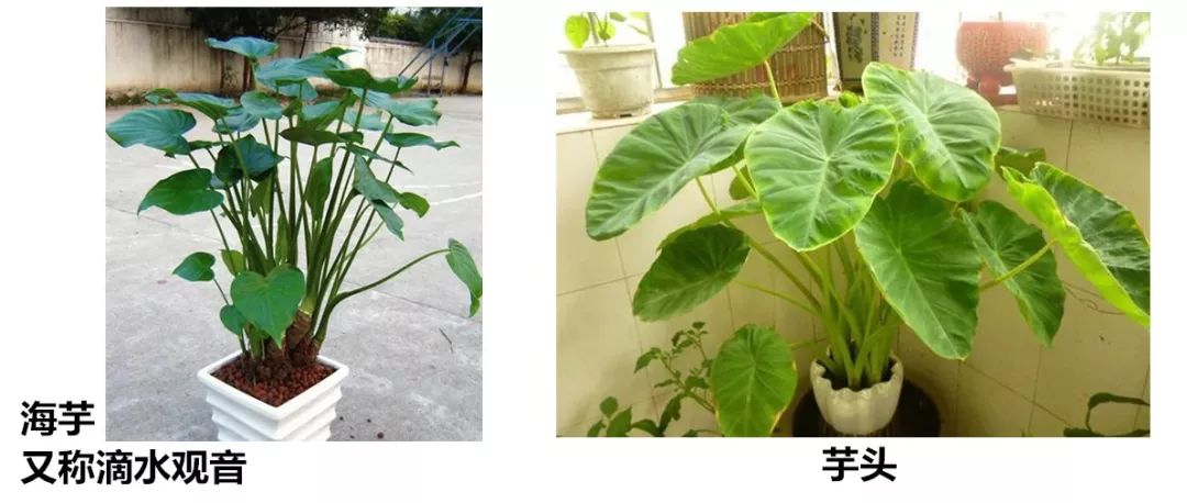 ① 看叶子芋头叶子的颜色较浅,而滴水观音叶子的颜色深;芋头没有
