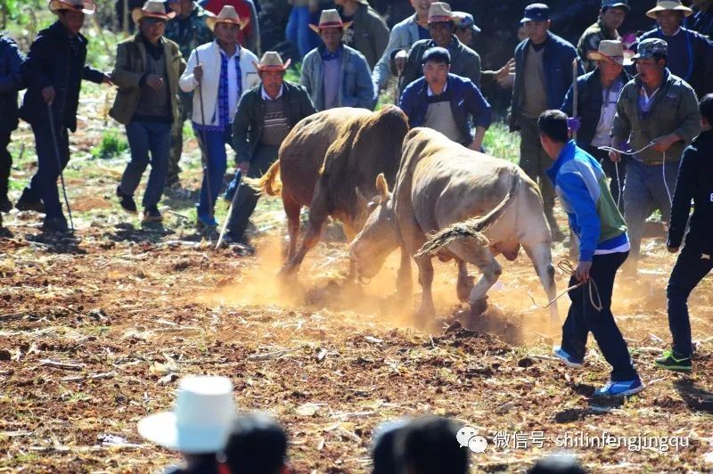悠游石林偶遇一场乡村斗牛
