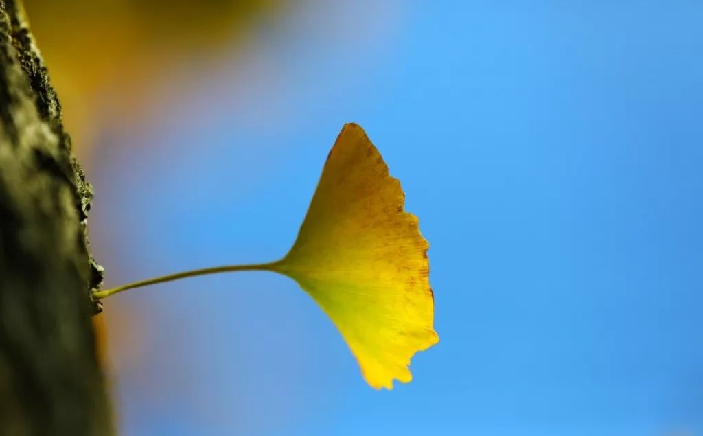 扒一扒《冰雪奇缘2》唯美取景地!_艾莎