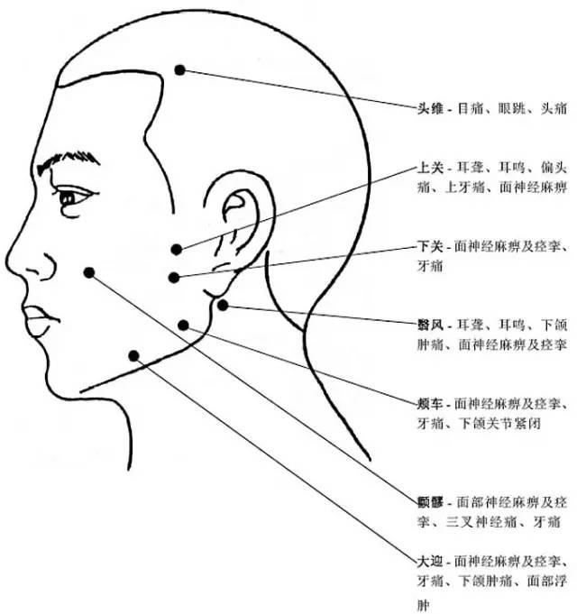 头部详细部位图图片