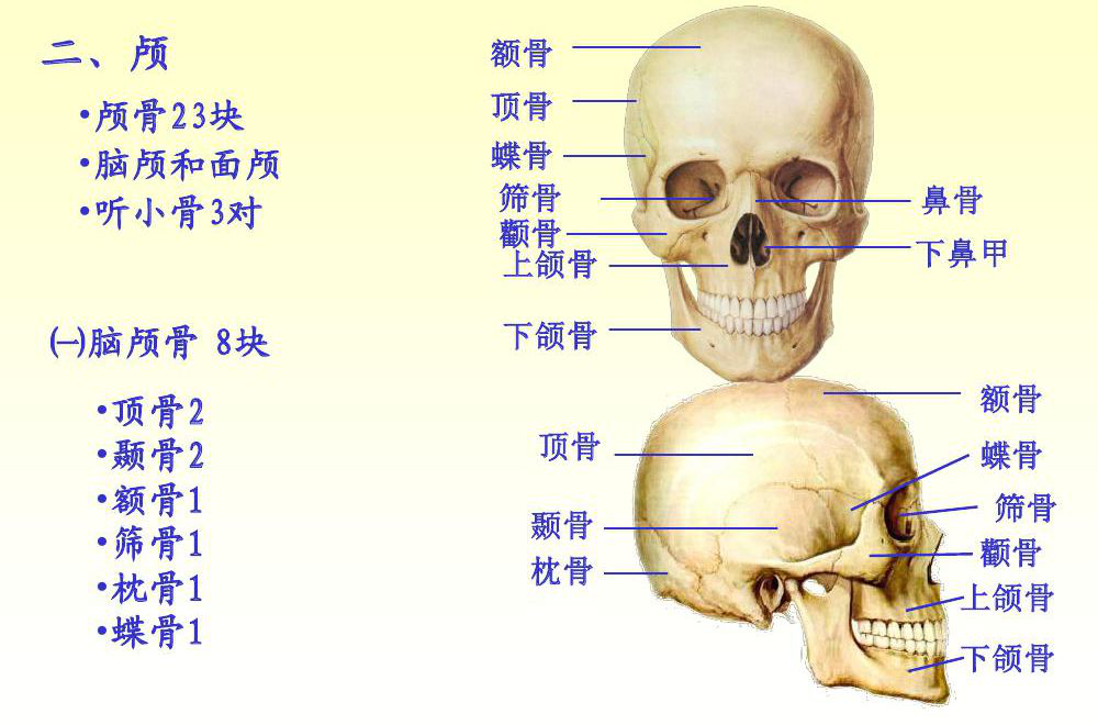 颅骨可分为脑颅骨和面颅骨,前者围成颅腔,后者构成眼眶,鼻腔和口腔的