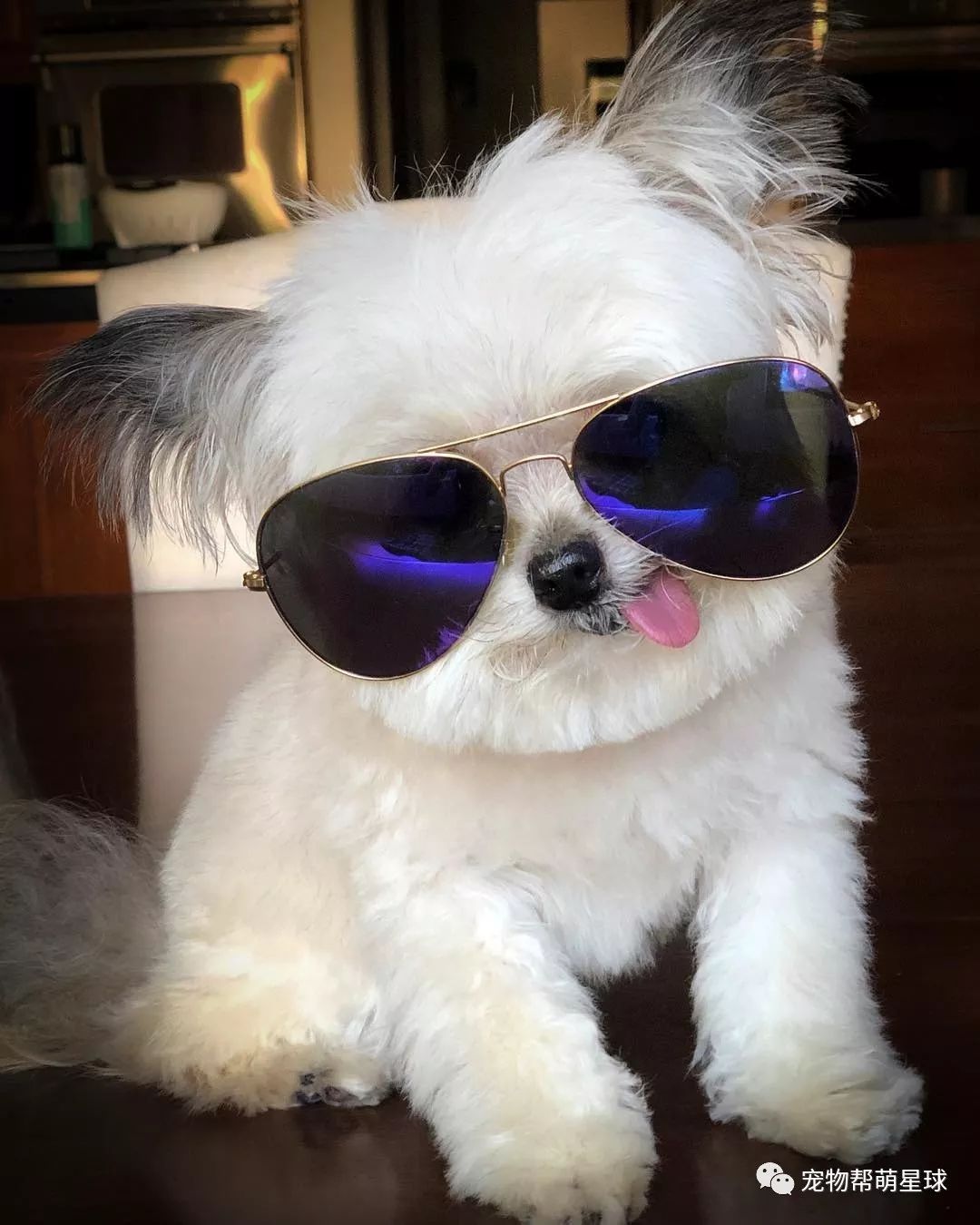 狗界中的张智霖你手机中的表情包可能就是它