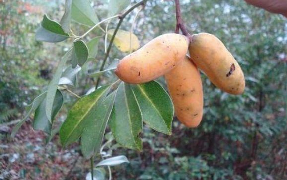 果实长得像肾全身都是宝网上卖30元1斤寿命长达几百年