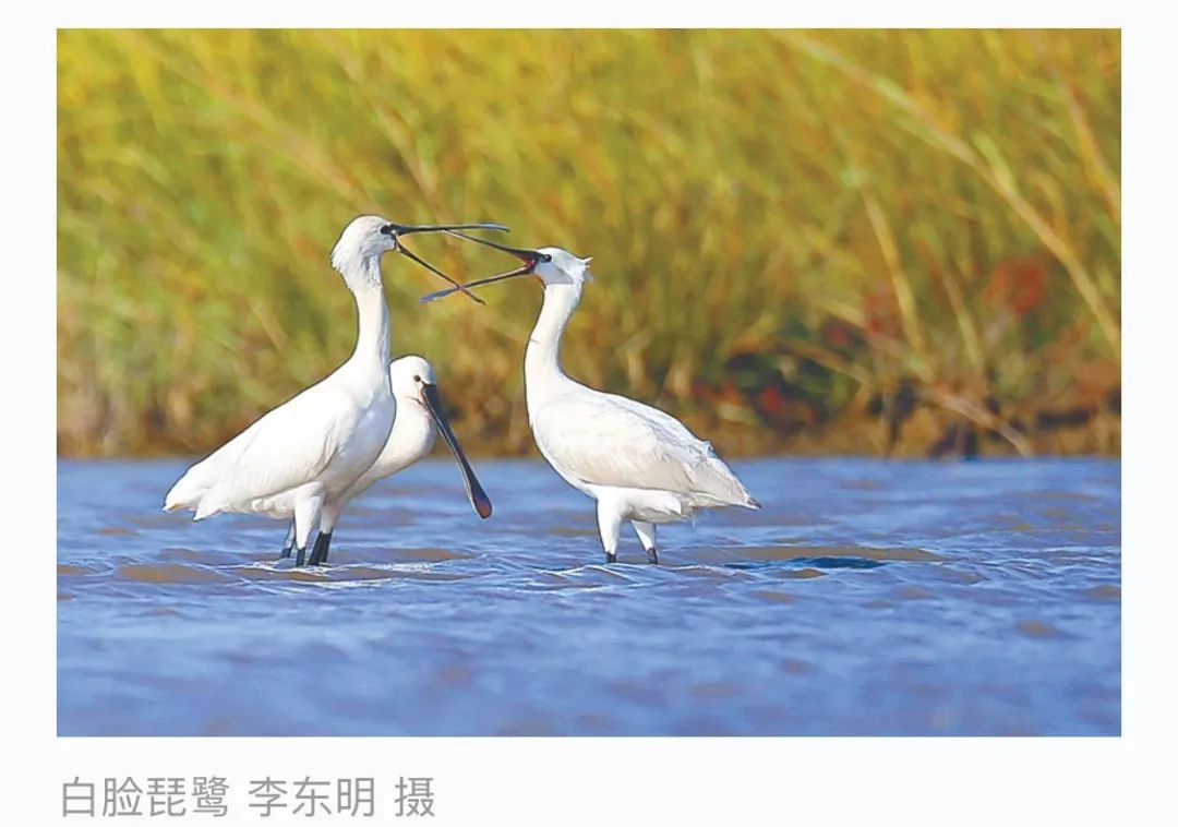 我们这样守护……_候鸟