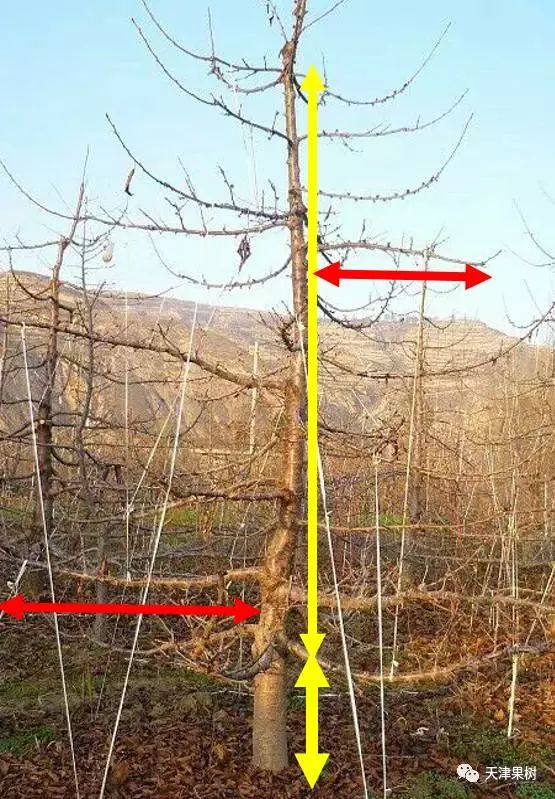5米,冠径3-3.5米.