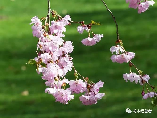 一年两次开花的樱花品种奖章樱