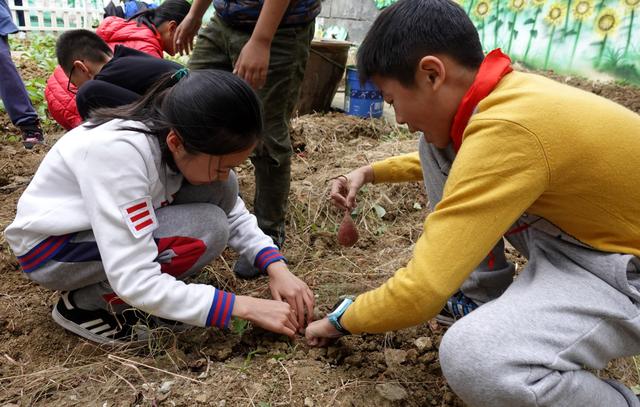 原創蘇州市平江實驗學校分校小學生農耕小天地裡挖紅薯