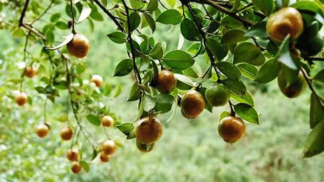 浅谈山茶籽油中的茶多酚
