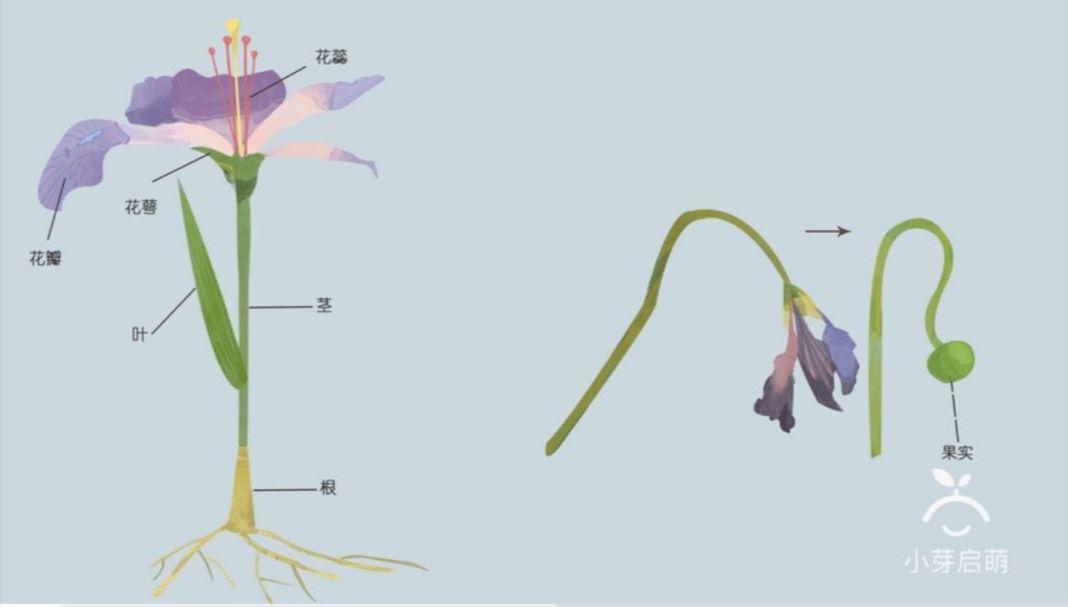 的植物拿起来仔细观察,我们可以照着图谱给孩子介绍每一个部位的名字