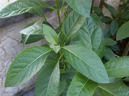 南非叶的功效,作用和使用知识的资料汇集