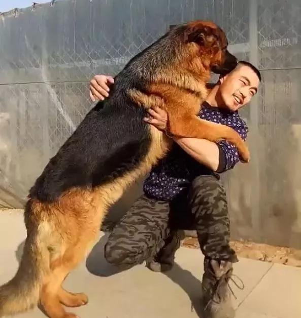 主人偷偷亲了德牧一口,结果狗狗就跟吃多大亏似的,非得亲回来!