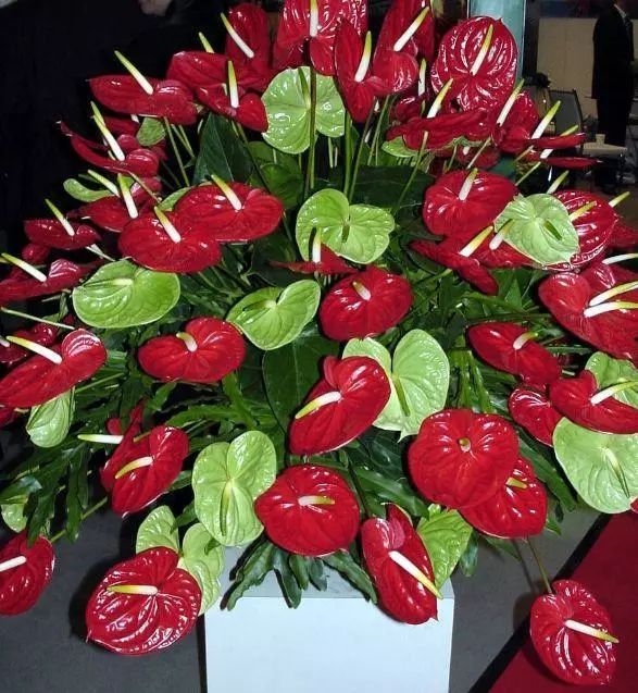 火鹤花叶子为什么会变黄其实无非是3种原因了解后就好处理了