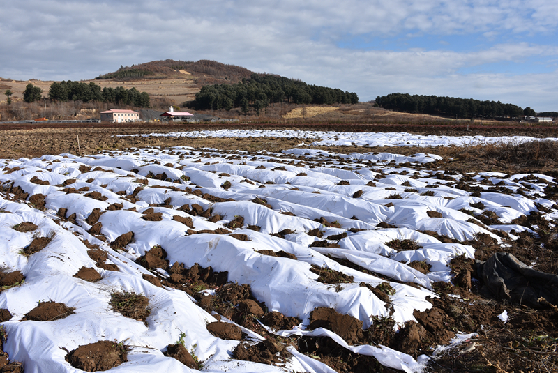 蓝莓的防寒越冬工作如何做?听听他们怎么说?