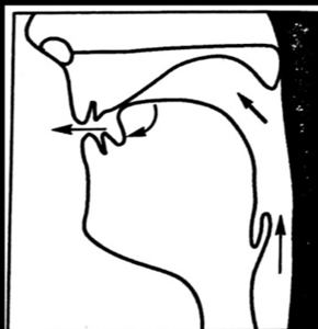 (/r/音舌位图)很多人将/r/发成"弱", 舌尖不小心碰到硬腭,而发成了"l"