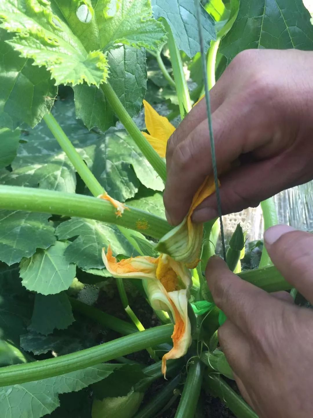 西葫芦授粉是最麻烦的需要人工一点点将雄花的花粉点到雌花上好了