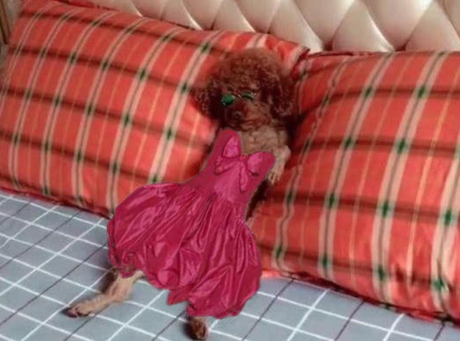 泰迪洗完澡后,开始了换装表演,网友:太妖娆了!