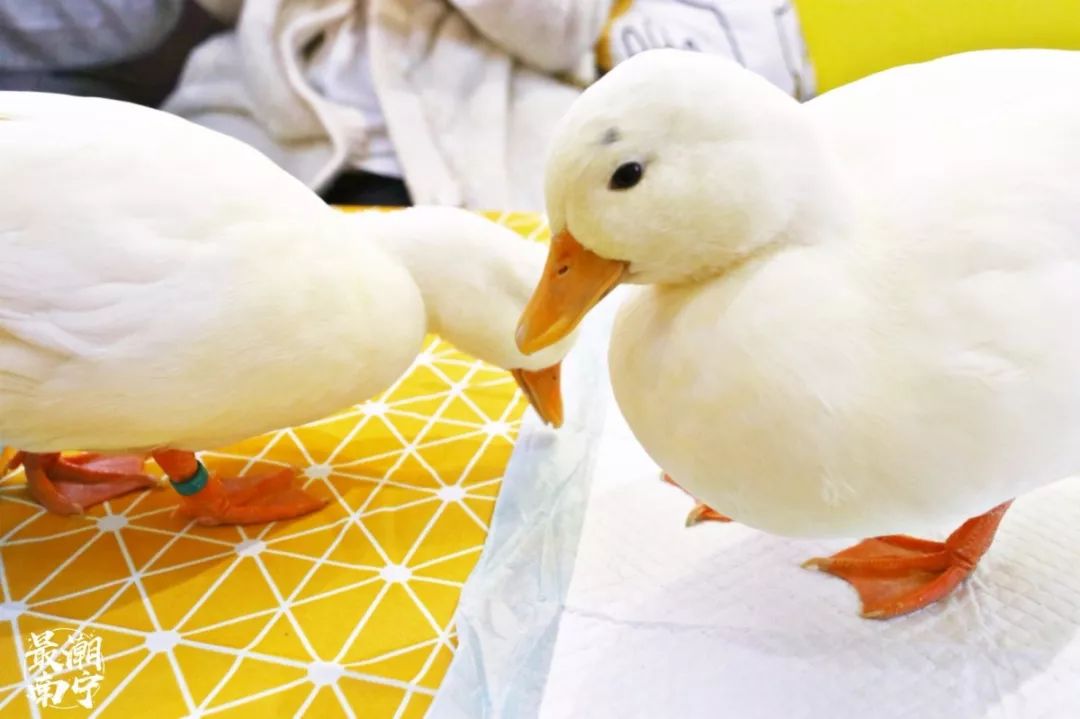 承包你今年所有的表情包_鸭鸭