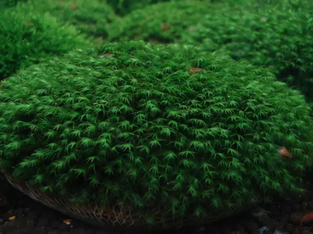 草缸迷·百科——常见莫斯品种_莫丝