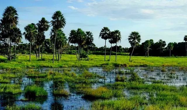 听| 畅游东西 | 地球之肺,全球十大湿地公园