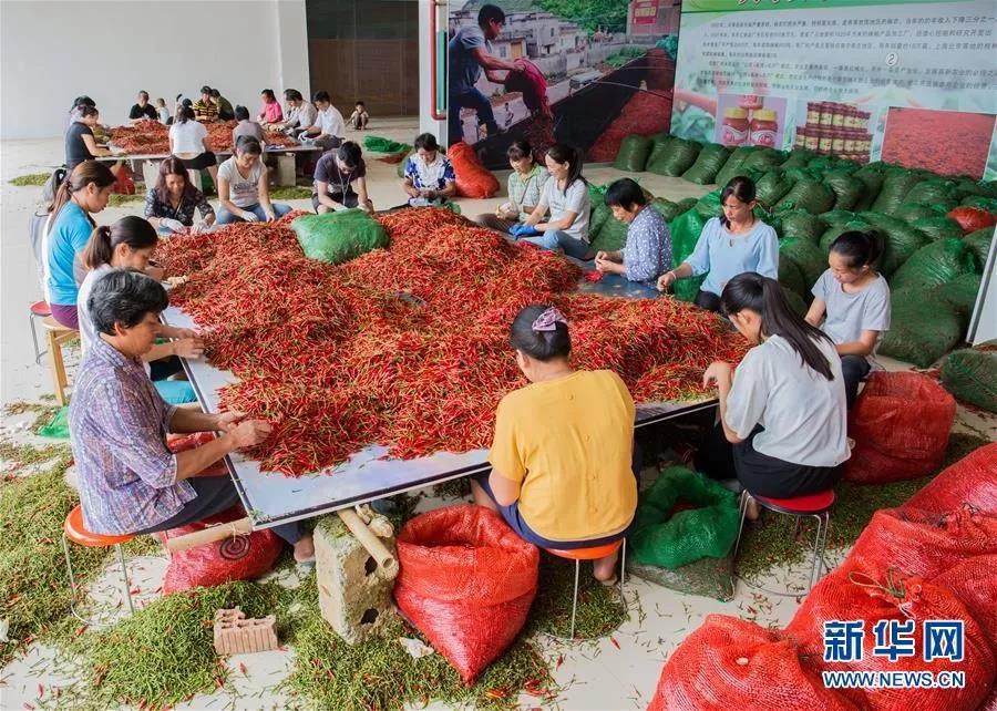 广西天等:小辣椒映红大石山区脱贫路