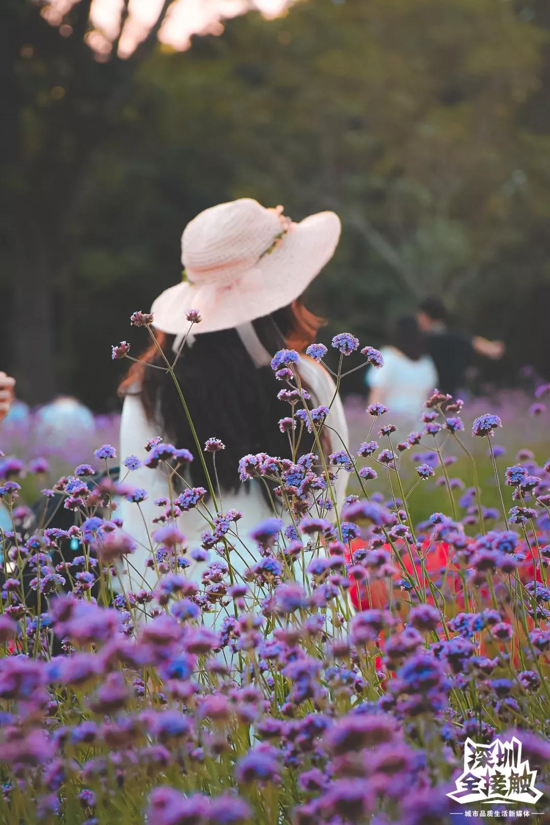 免費深圳灣花海又來了15000㎡薰衣草美炸天