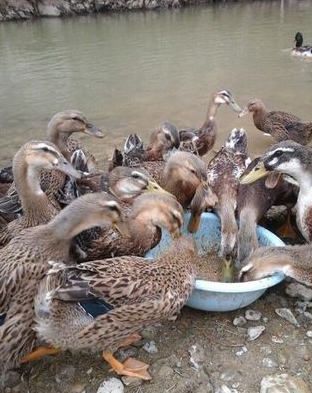 优良品种,肉用型品种主要有北京鸭,樱桃谷鸭,狄高鸭,番鸭,天府肉鸭等