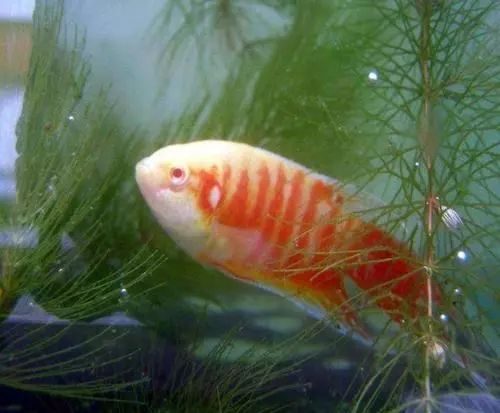 啥画枫叶的不光是小鸭还有斗鱼的尾巴