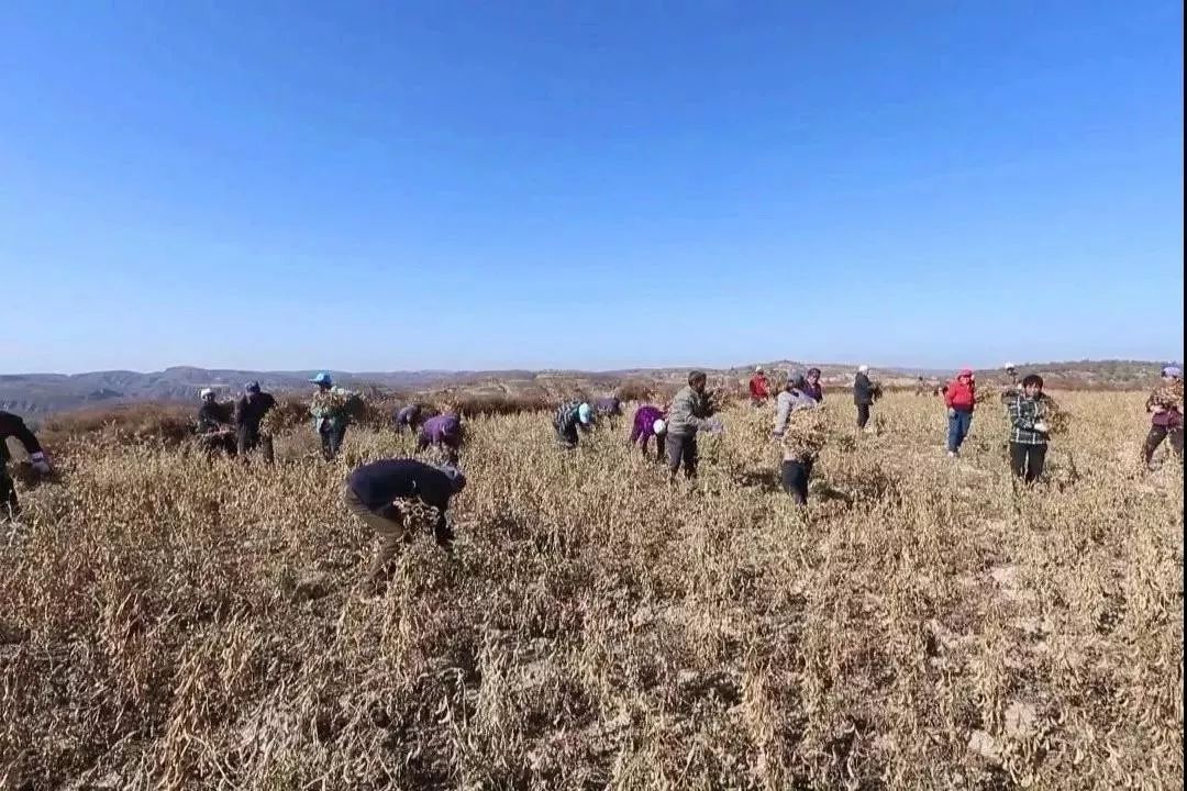 如意村的100亩黑豆丰收啦!_种植