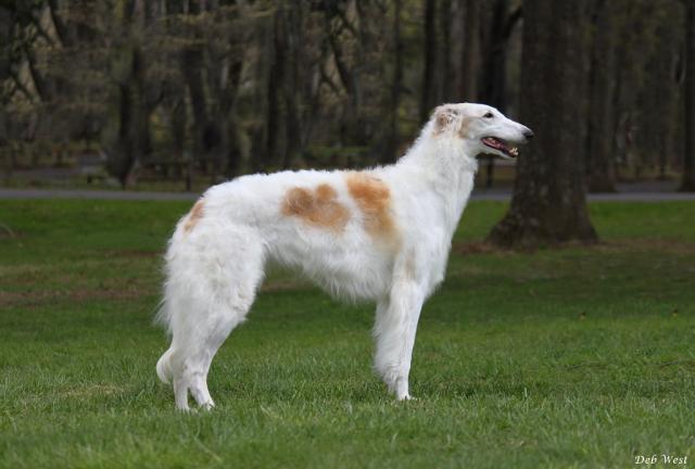 喀尔巴阡牧羊犬图片