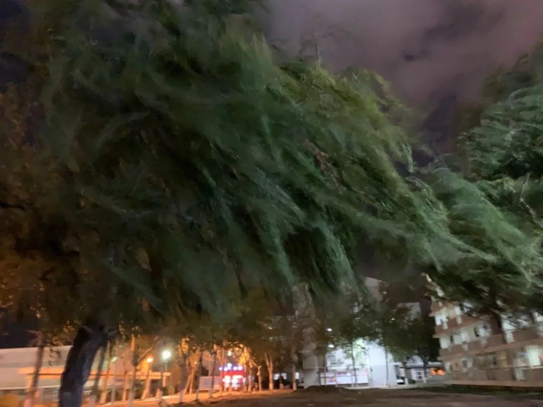 烟台妖风有多大长发变蒙面原地能起飞可怕的是还得继续吹本周气温不敢