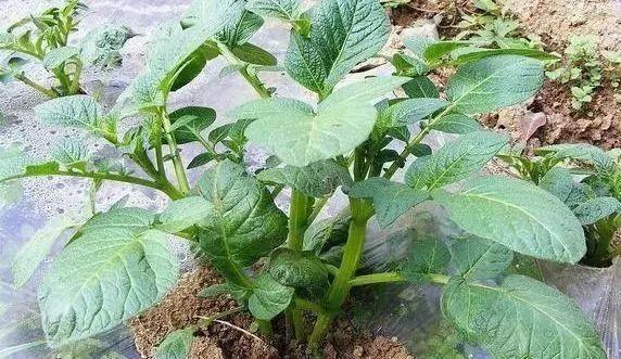 马铃薯各生长发育时期有何特点
