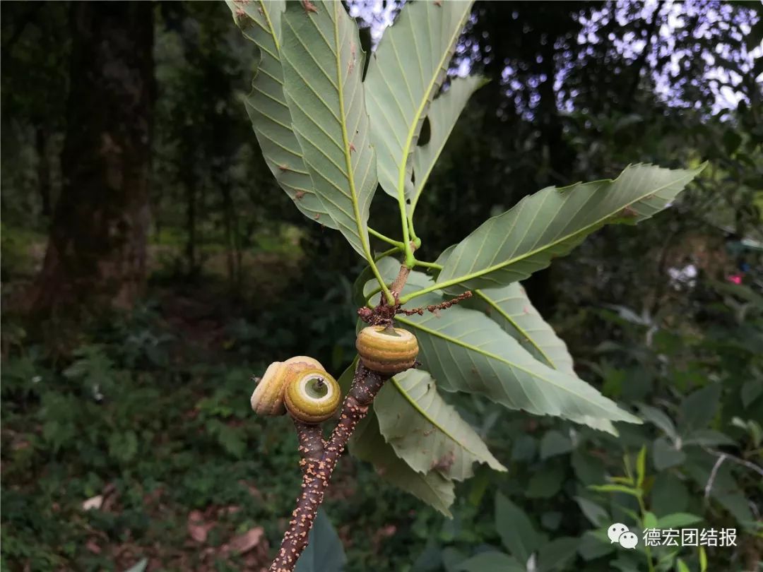 德宏境內發現瀕危植物毛脈青岡和盈江青岡種群