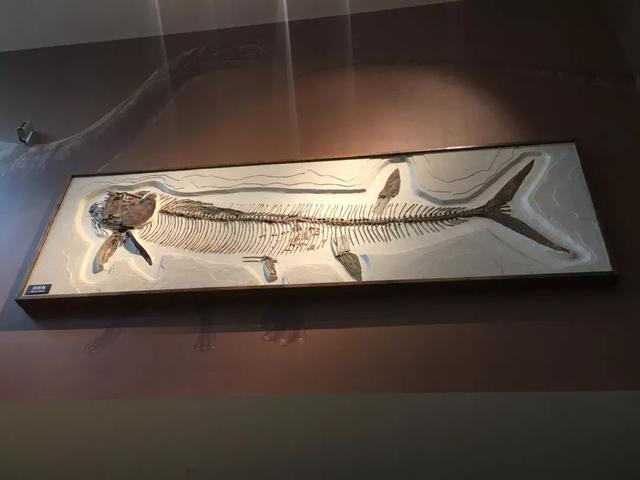 白垩纪的恐怖魔鬼鱼,一口能够吞掉一个人_化石