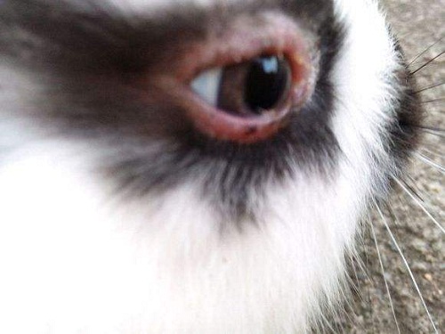 兔子眼睛边上红红的图片