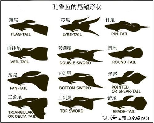 孔雀鱼分类大全 鳍形分类 Tail