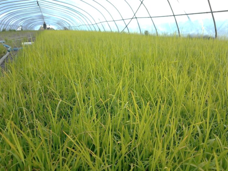 水稻恶苗病的危害和发病症状