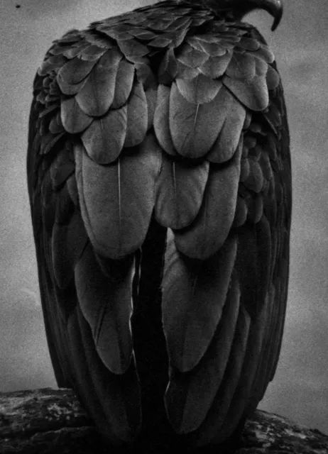 黑暗生物|aleksei kazantsev