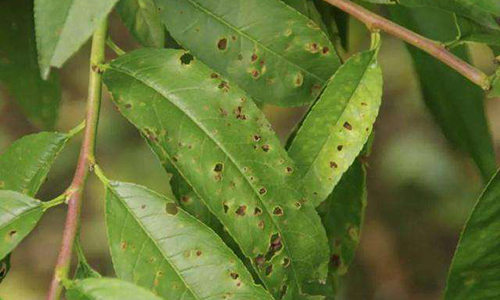 桃树常见的病害及发病原因